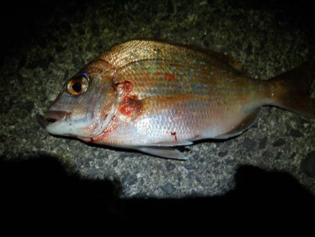 久しぶりの投稿