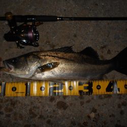 ベイトはシラサエビなのか?