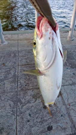 ハマチなんていないよ～