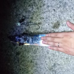 タチウオと青物狙い