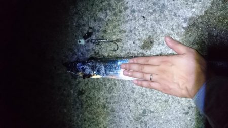 タチウオと青物狙い