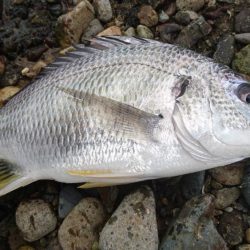 トップゲーム！！