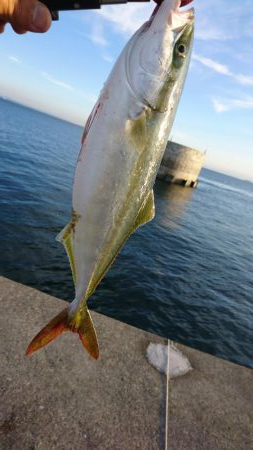 夕マズメリベンジ！！