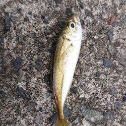 餌無しサビキで4魚種、ウルメイワシがたくさん！