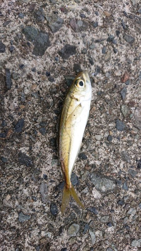 餌無しサビキで4魚種、ウルメイワシがたくさん！