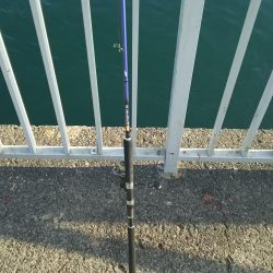 ツバス ○だがケンサキ ×