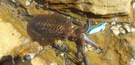 ネリゴとアオリイカ