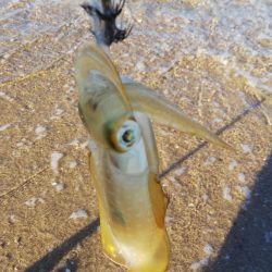 午後からエギング