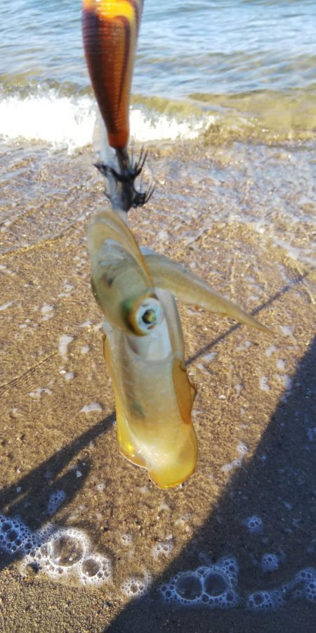 午後からエギング