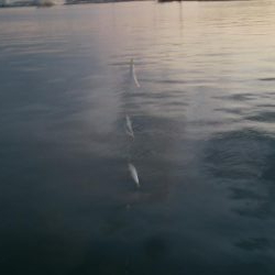 タチウオはいない