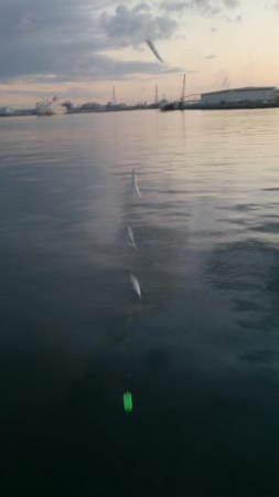 タチウオはいない