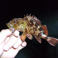 ガシリングと青物釣行