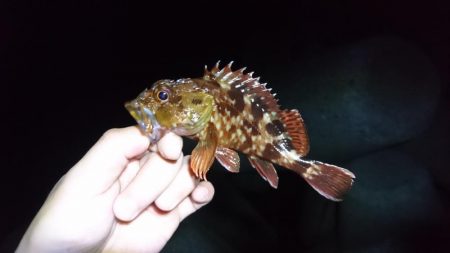 ガシリングと青物釣行