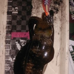 コロッケサイズのアオリイカ