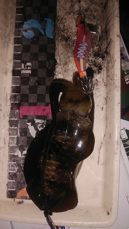 コロッケサイズのアオリイカ