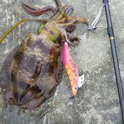 午後からエギングヘ