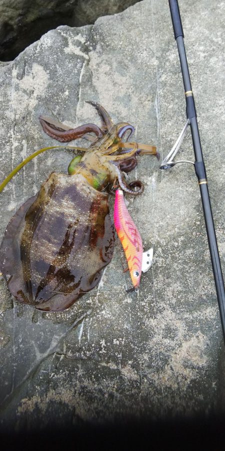 午後からエギングヘ