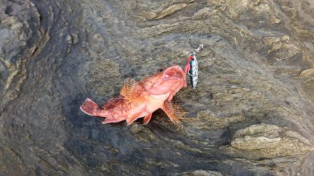 ショアジギング