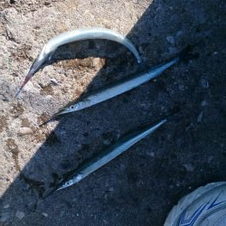 サヨリ まだまだ小さい