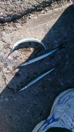 サヨリ まだまだ小さい