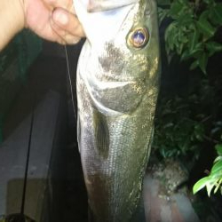 湾奥ライトシーバス