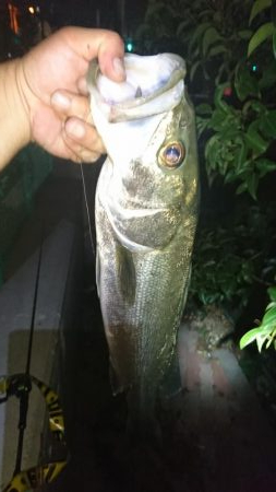 湾奥ライトシーバス