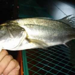 淀川ライトシーバス