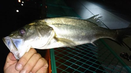 淀川ライトシーバス