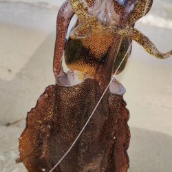 午後からエギング