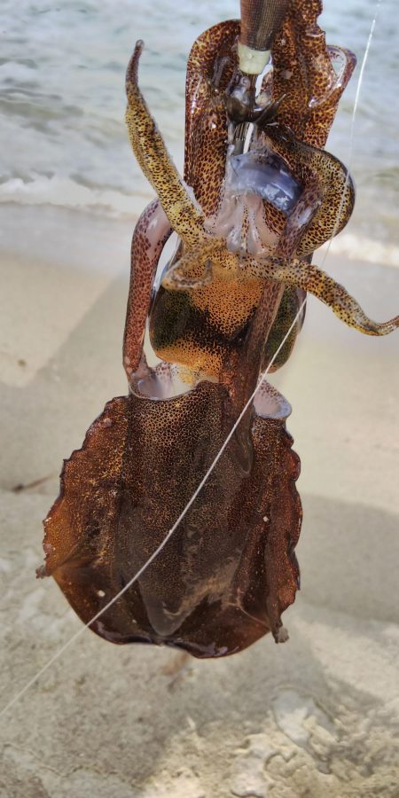 午後からエギング