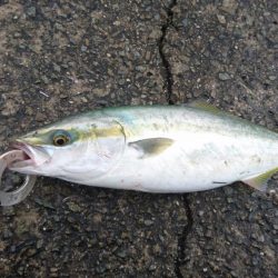 夕マズメ短時間勝負！！