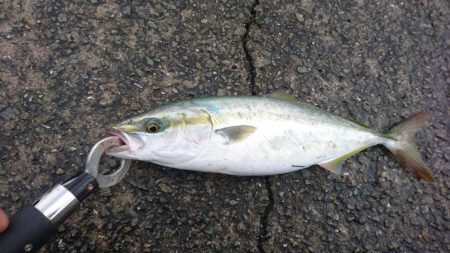 夕マズメ短時間勝負！！