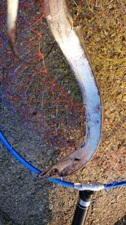 いい潮のわりに…