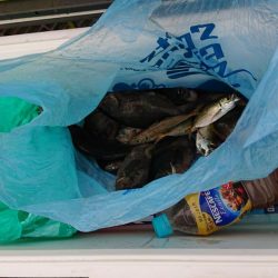 初めての海釣り公園