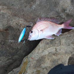 初投稿です:サゴシのナブラ撃ちしました