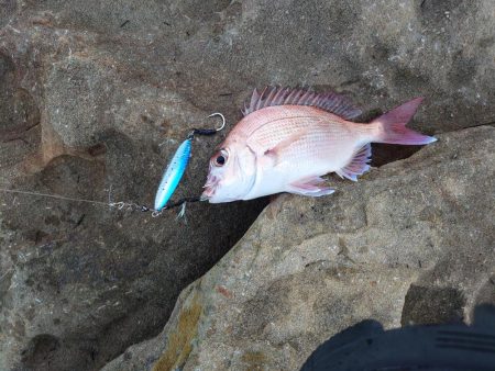 初投稿です:サゴシのナブラ撃ちしました