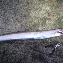 一年ぶりの貝塚