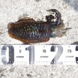 アオリイカ解禁