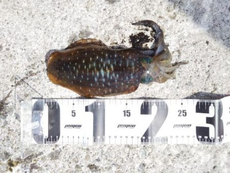 アオリイカ解禁