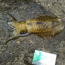 ヤエンのシーズン