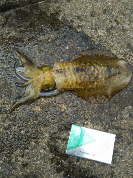 ヤエンのシーズン