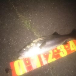 円山川シーバス