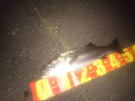 円山川シーバス