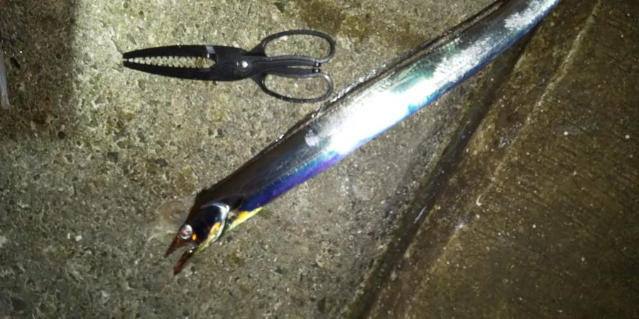 シーズンインと言うにはちょっと早い？