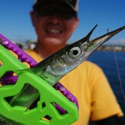 汐見埠頭で初サヨリ釣り