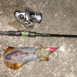 出張先でエギング、アジング