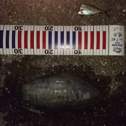 ヤエンがしたいがアジがない