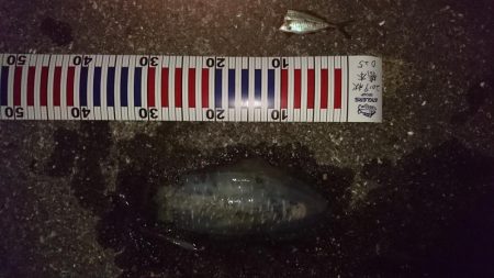 ヤエンがしたいがアジがない