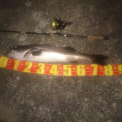 円山川シーバス