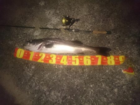 円山川シーバス